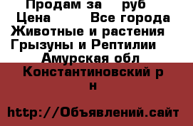 Продам за 50 руб. › Цена ­ 50 - Все города Животные и растения » Грызуны и Рептилии   . Амурская обл.,Константиновский р-н